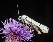 Thistle ermine moth
